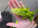 Chmelda hops s.r.o.